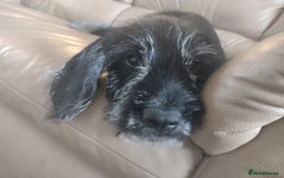 Mixed Breed dogs for sale: Sprocker x gwp - Image 2