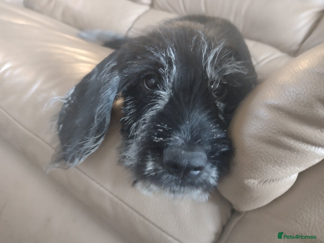 Mixed Breed dogs for sale: Sprocker x gwp - Image 2