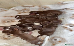 Miniature Dachshund dogs for sale: Beautiful miniature Dachshund puppies ❤️  - Image 2