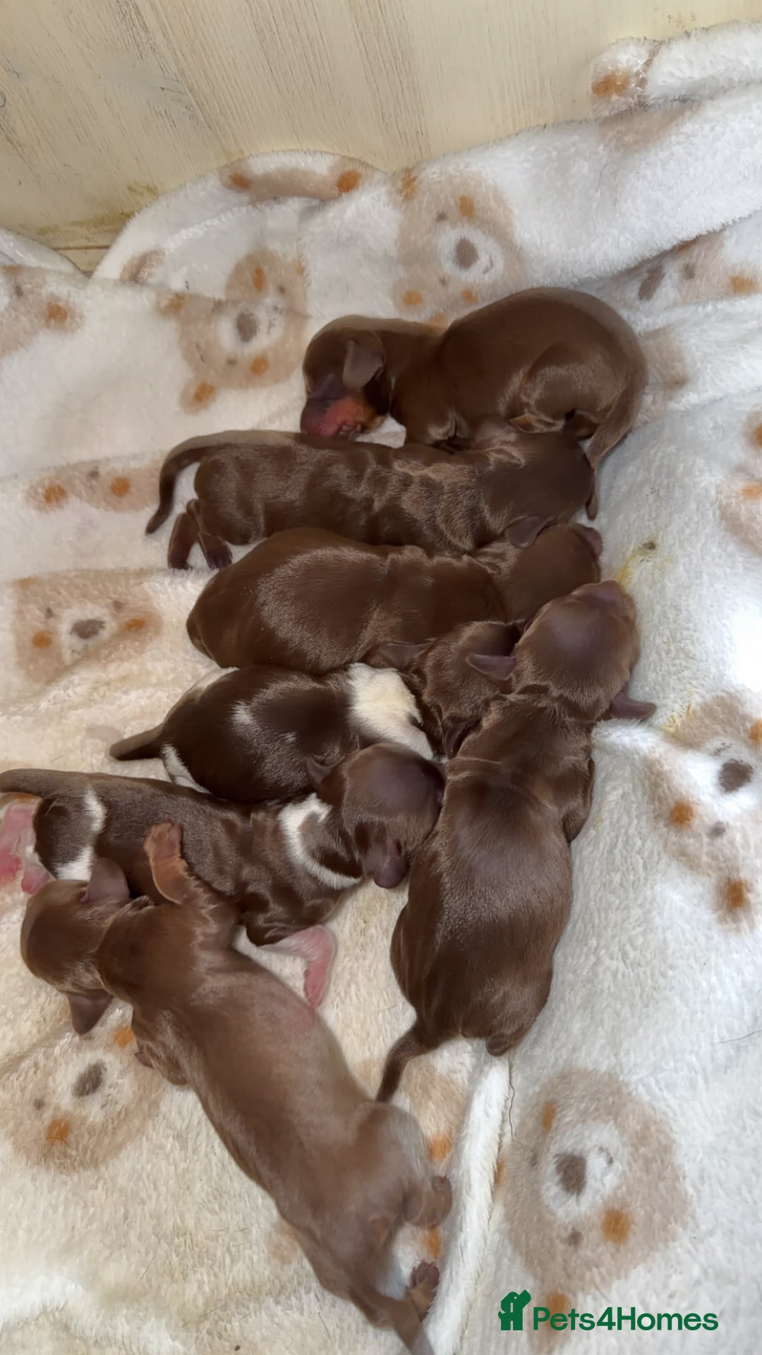 Miniature Dachshund dogs for sale: Beautiful miniature Dachshund puppies ❤️  - Image 2