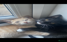 Mixed Breed cats for sale: Last kitten remaining💙💙 - Image 3