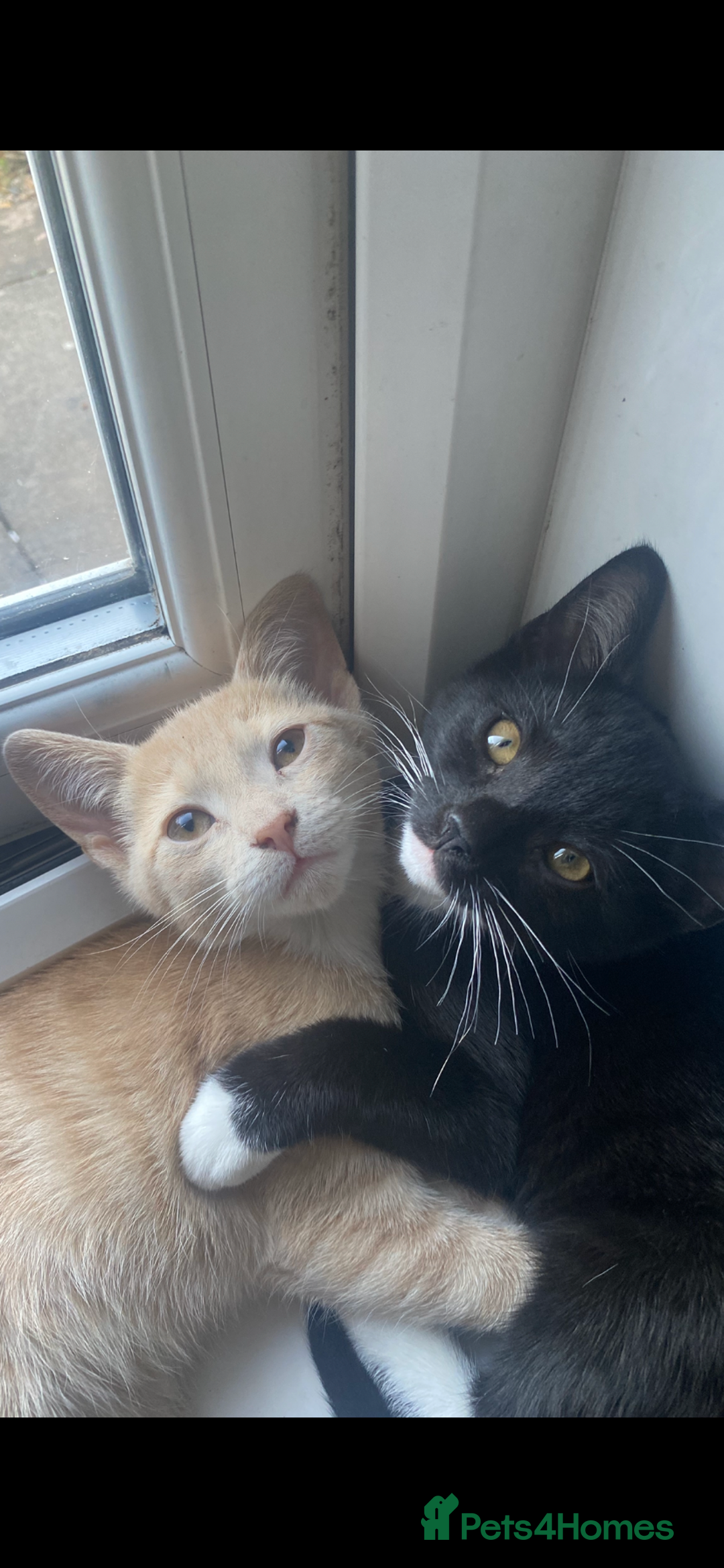Mixed Breed cats for sale: Last kitten remaining💙💙 - Image 3