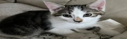 Mixed Breed cats for sale: 6 kittens for sale  - Advert 11