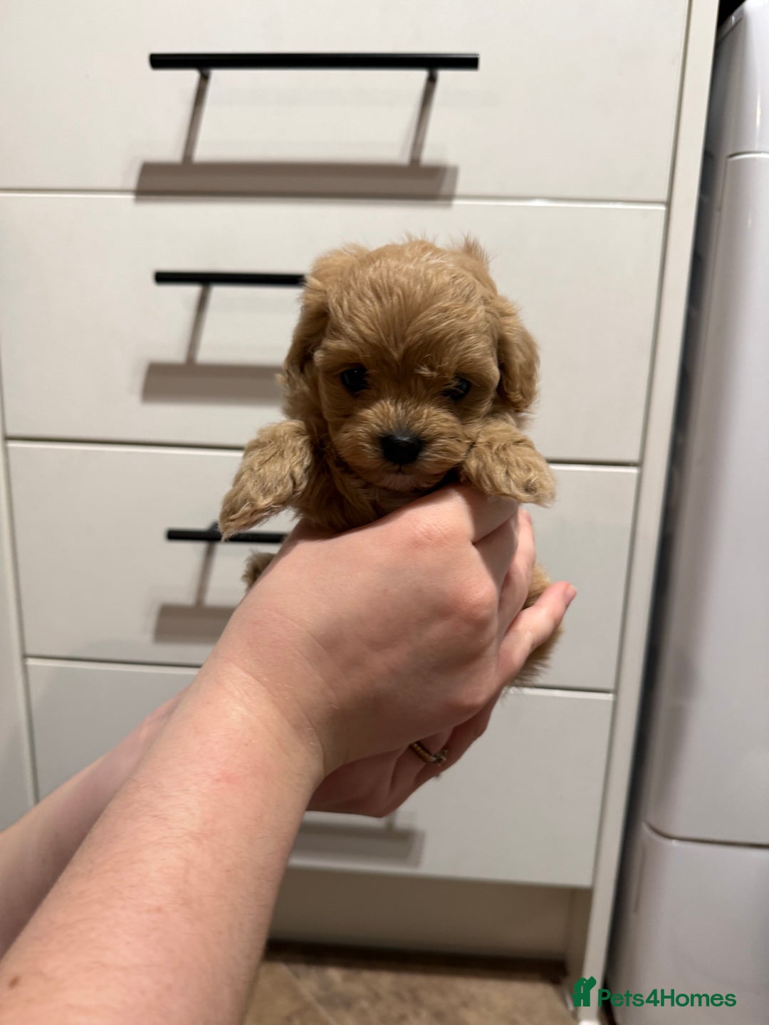 Maltipoo dogs for sale: Beautiful tiny F1 Asian Maltipoo puppies  - Advert 7