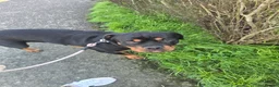 Rottweiler dogs for sale: 11 months rottweiler female for sale in Harwich - Advert 3