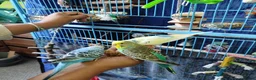 Budgerigars birds for sale: Eight Vibrant Budgies (EVERYTHING INCLUDED) in Haverfordwest - Advert 6