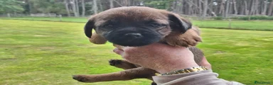 Border Terrier 2