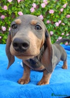 Dachshund dogs - Advert 1