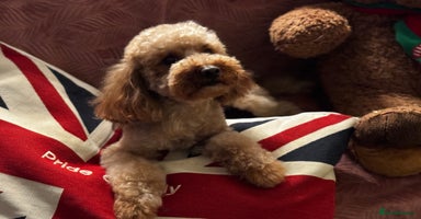 Poodle dogs in Bacup - Advert 9