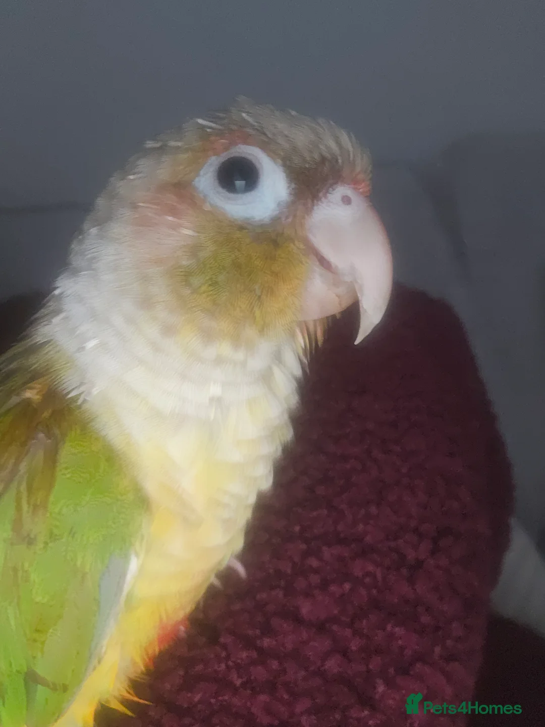 Conures birds for sale: Green cheek conure for sale - Advert 3