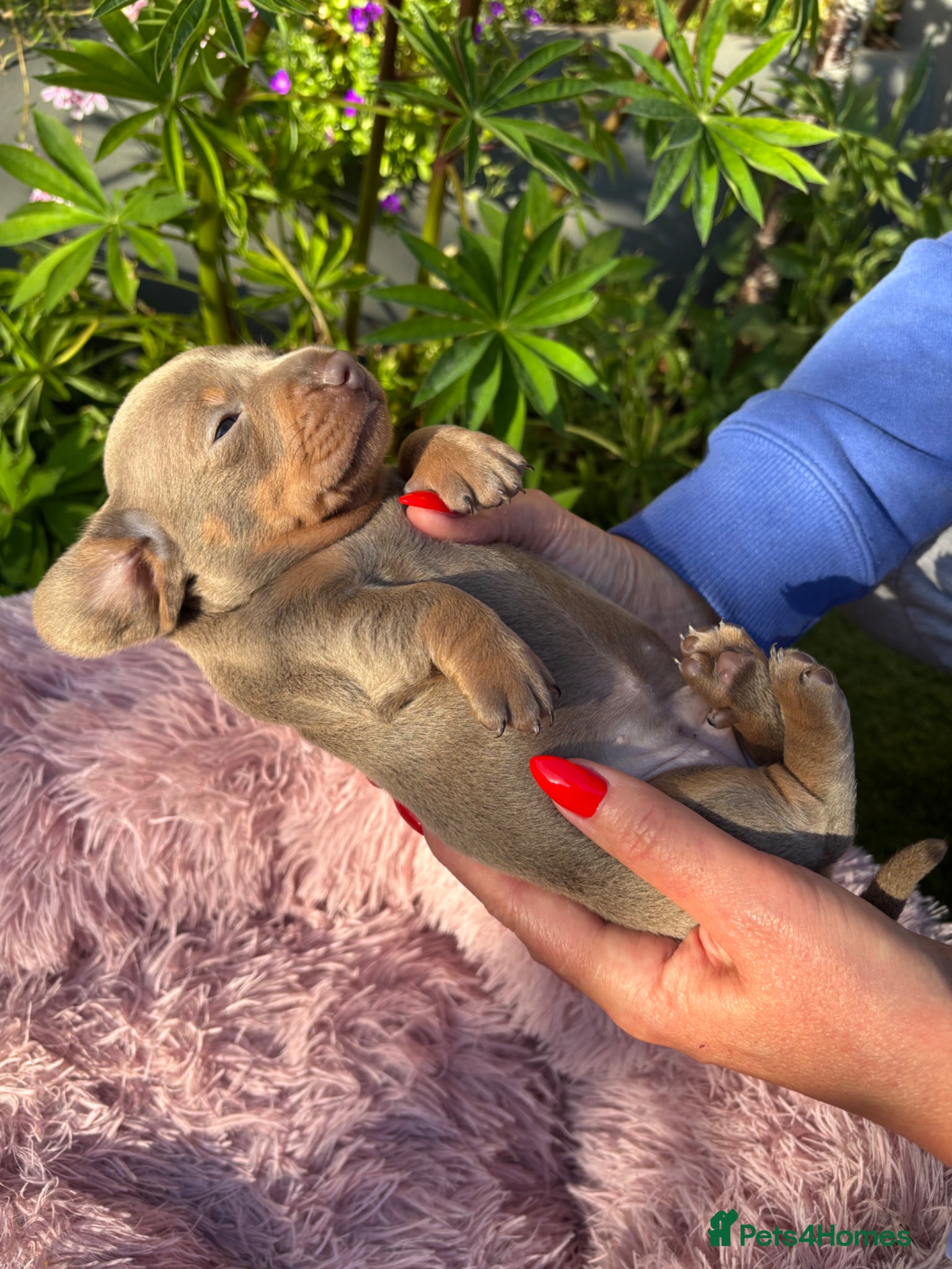 Miniature Dachshund dogs Gorgeous KC Miniature shorthair Dachshund Puppies  - Advert 2