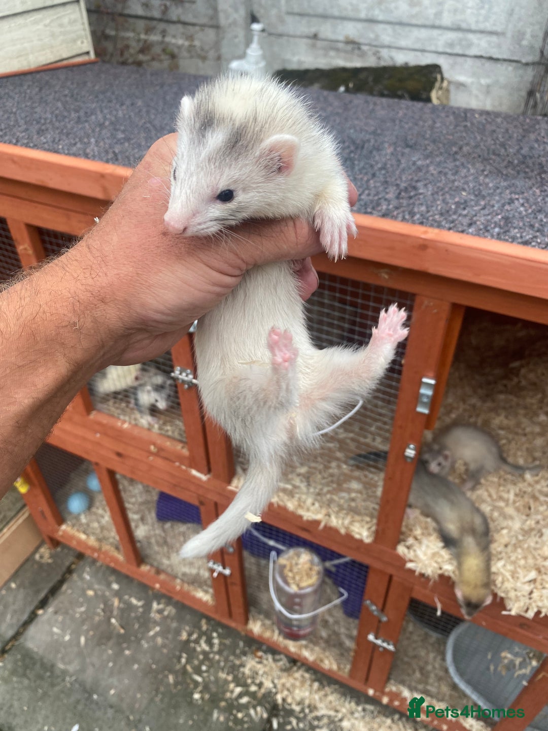Ferret rodents for sale: Mirco kitts  in Redditch - Image 8