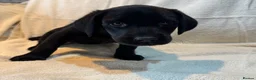 Labrador Retriever dogs for sale: Labrador pup - Advert 8