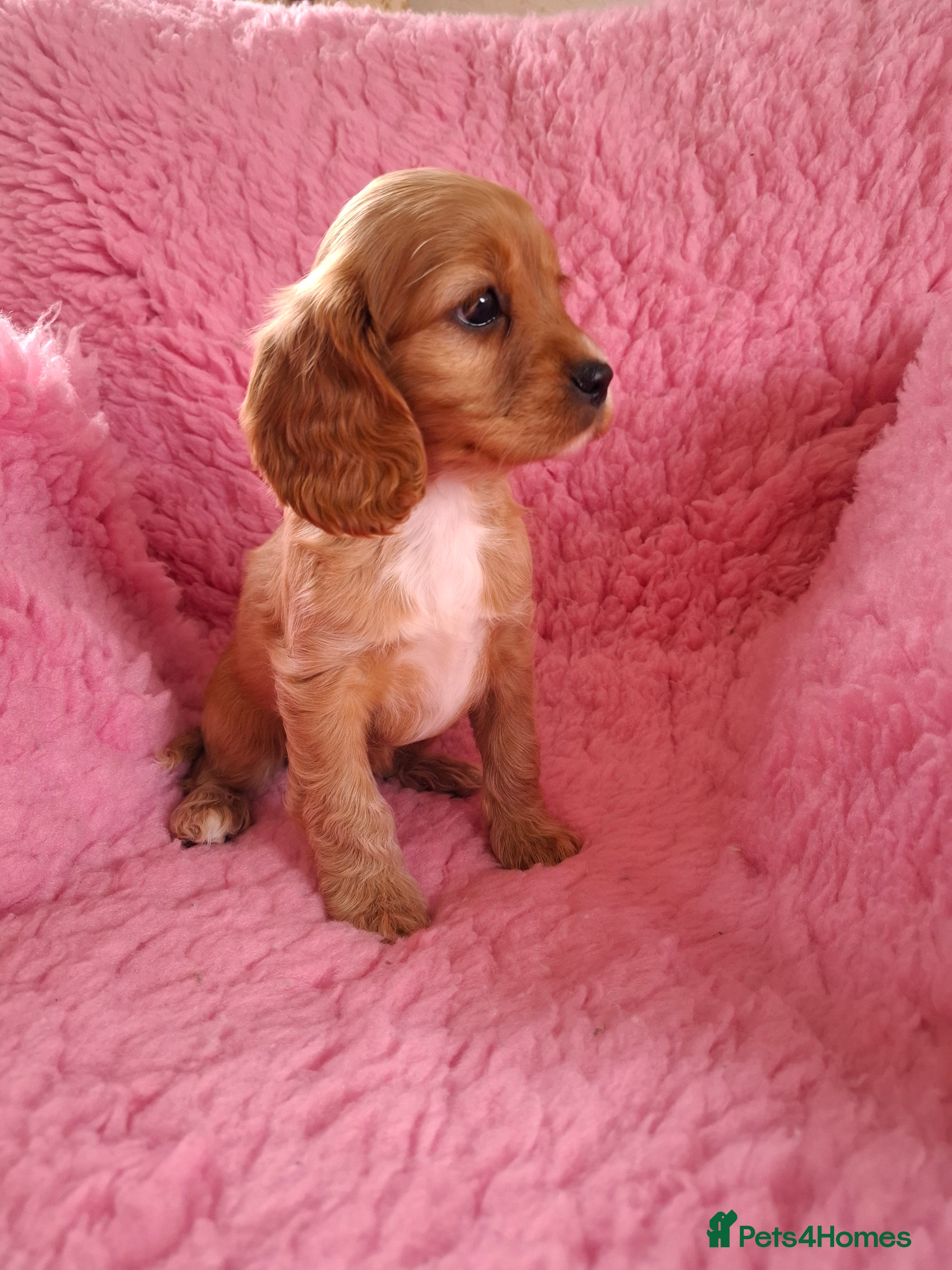Cavapoo dogs Beautiful Cavapoo Puppies - Advert 3