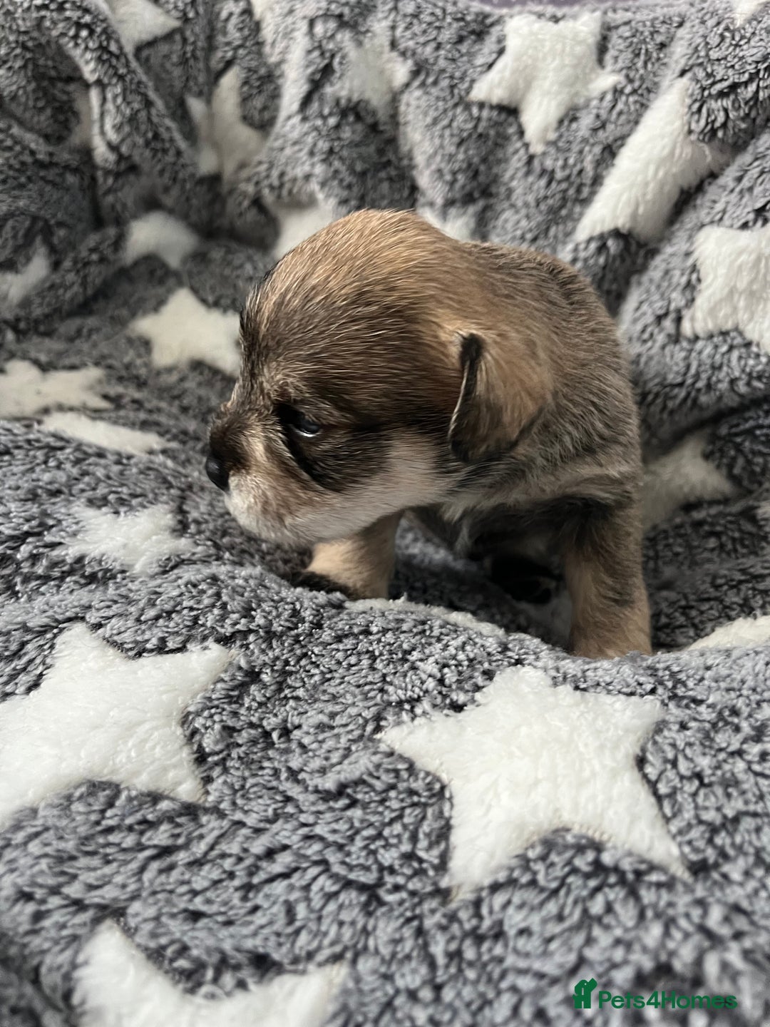 Miniature Schnauzer dogs for sale: KC Beautiful miniature Schnauzers  - Image 5