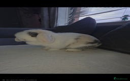 Mini Lop rabbits for sale: Wait list pure bred minilops - Image 2