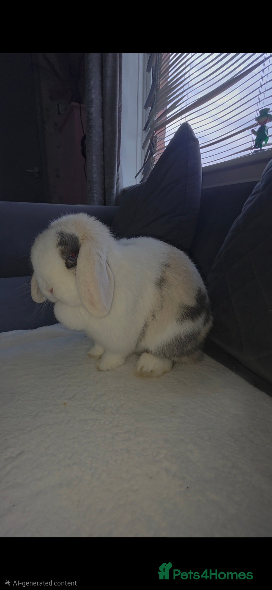Mini Lop rabbits for sale: Wait list pure bred minilops - Image 2