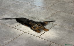 Mixed Breed dogs for sale: Yorkshire Terrier X dachshund  - Image 8