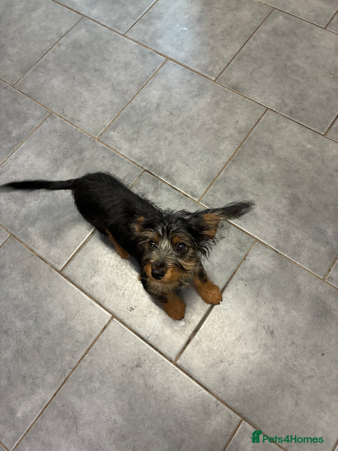 Mixed Breed dogs for sale: Yorkshire Terrier X dachshund  - Image 8