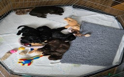 Cocker Spaniel dogs for sale: Working Cocker Spaniels - Image 10
