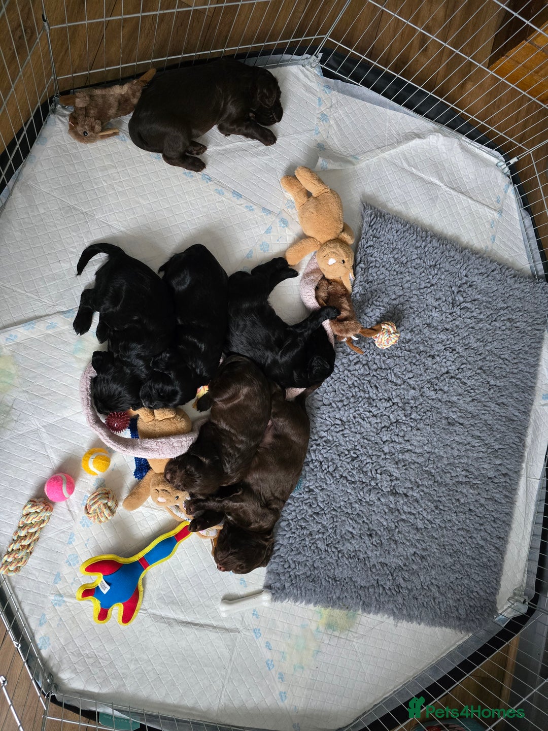 Cocker Spaniel dogs for sale: Working Cocker Spaniels - Image 10