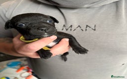 Patterdale Terrier dogs for sale: Patterdale puppies  - Image 16