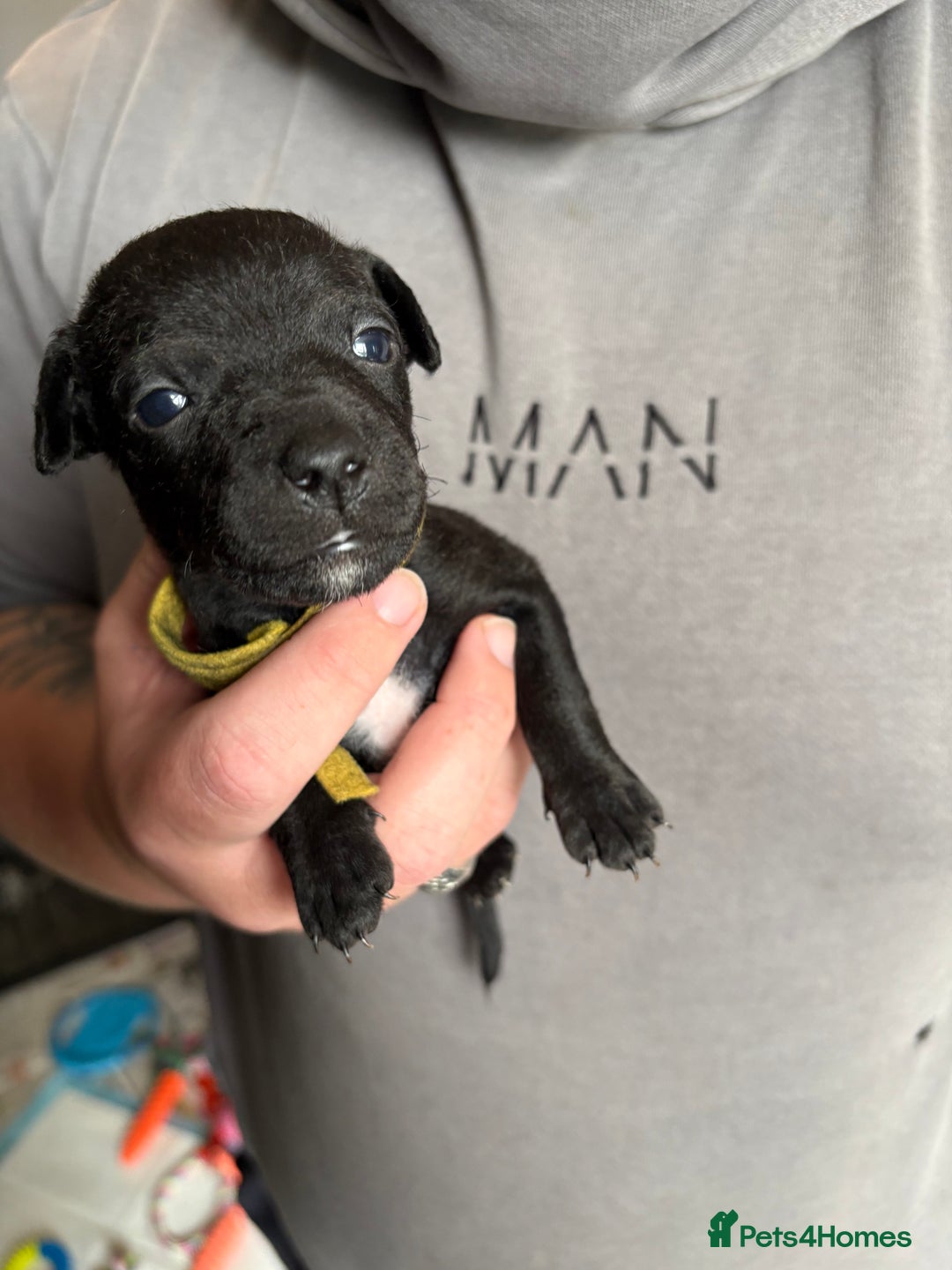 Patterdale Terrier dogs for sale: Patterdale puppies  - Image 16