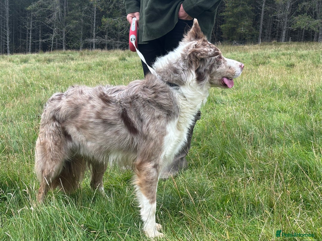 Border Collie dogs for sale: Stunning Merle Border Collie puppies.  - Image 13