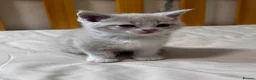 Scottish Fold cats for sale: Scottish Fold & Straight Kittens 🐾 - Advert 25