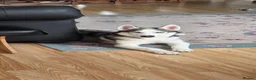 Siberian Husky dogs for sale: 5 old months puppy for sale  in Northampton - Advert 3