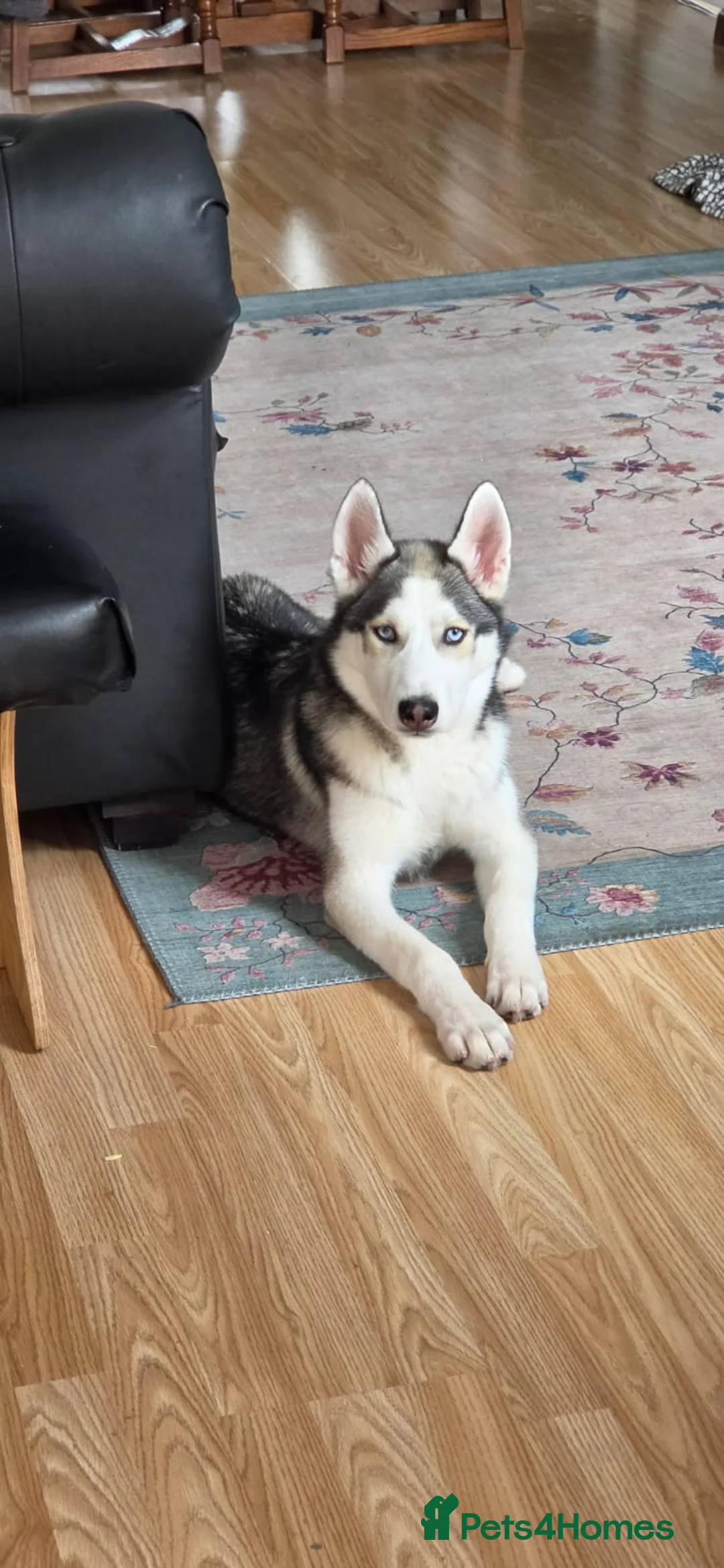 Siberian Husky dogs for sale: 5 old months puppy for sale  in Northampton - Advert 3