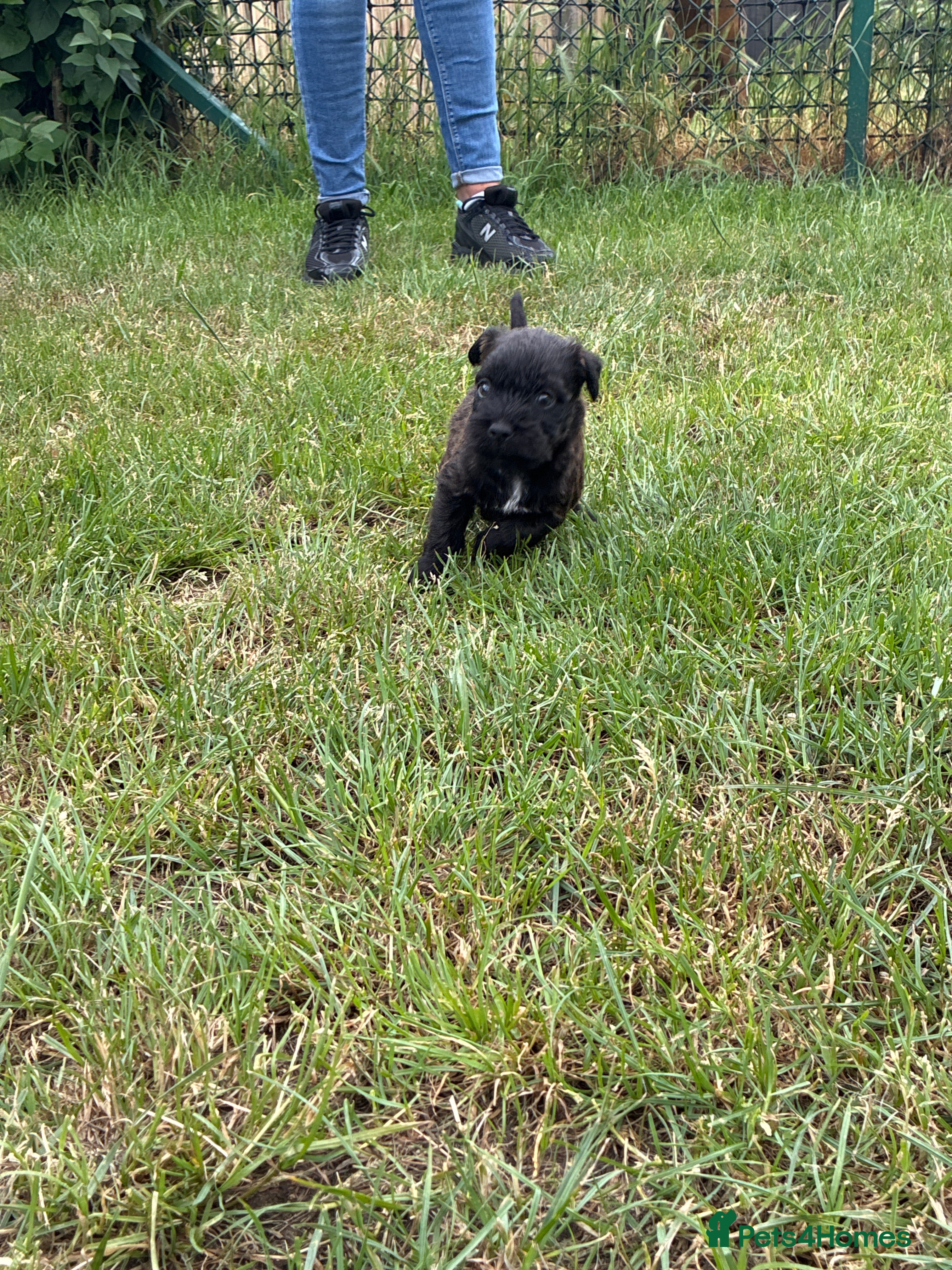 Mixed Breed dogs for sale: Patterdale Lakeland’s - Advert 16
