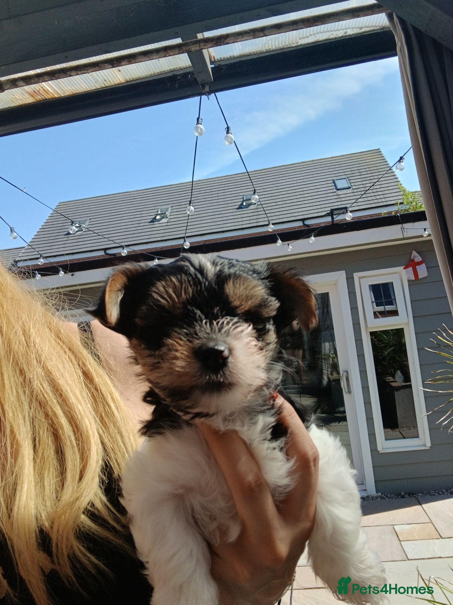 Biewer Terrier dogs  Mini Purebred Biwer Yorkshire Terrier Puppie - Advert 1