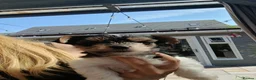 Biewer Terrier dogs for sale: READY TO GO Mini Purebred Biwer Yorkshire Terrier  - Advert 1