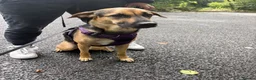 Mixed Breed dogs for sale: Are beautiful roxy - Advert 13