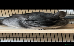 Chinchilla rodents for sale: Chinchillas for sale  - Image 2