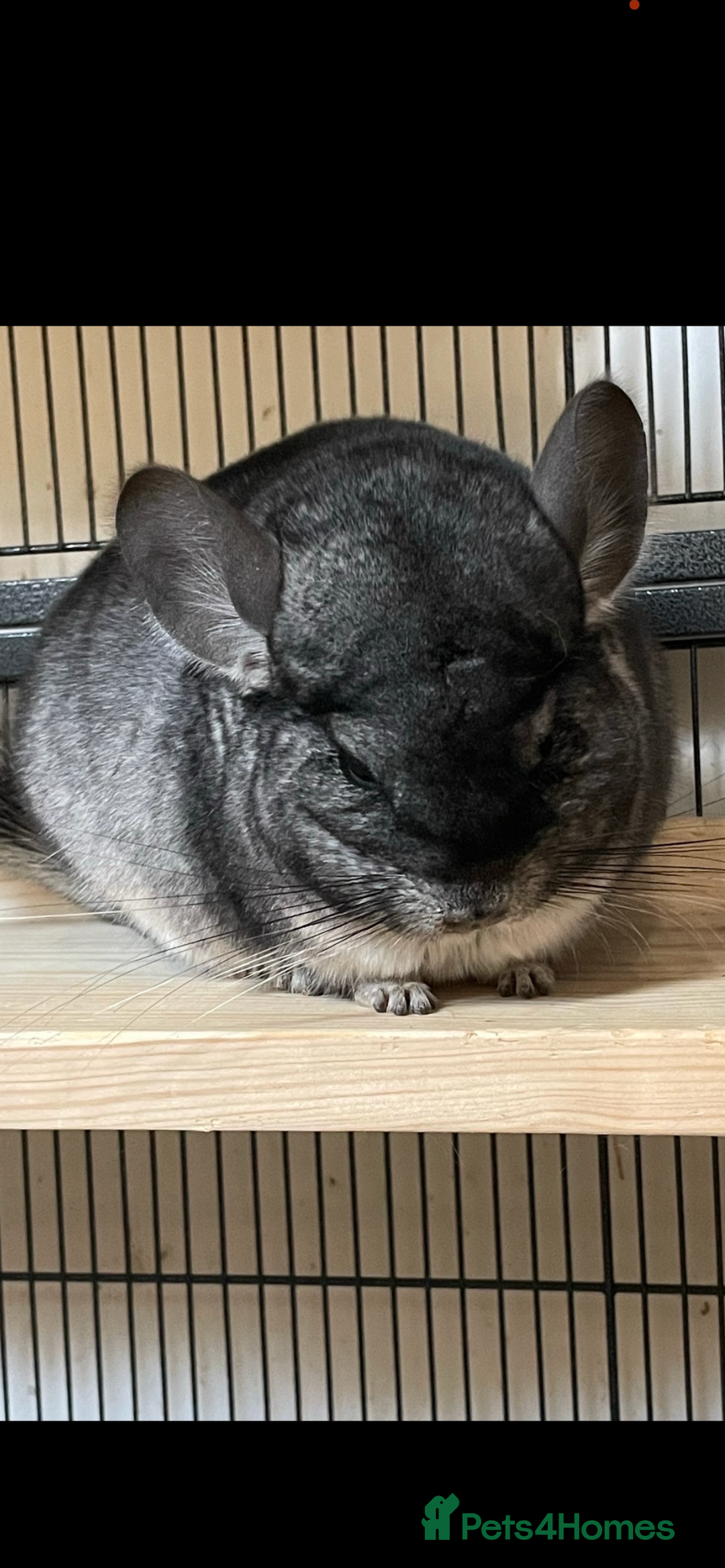Chinchilla rodents for sale: Chinchillas for sale  - Image 2