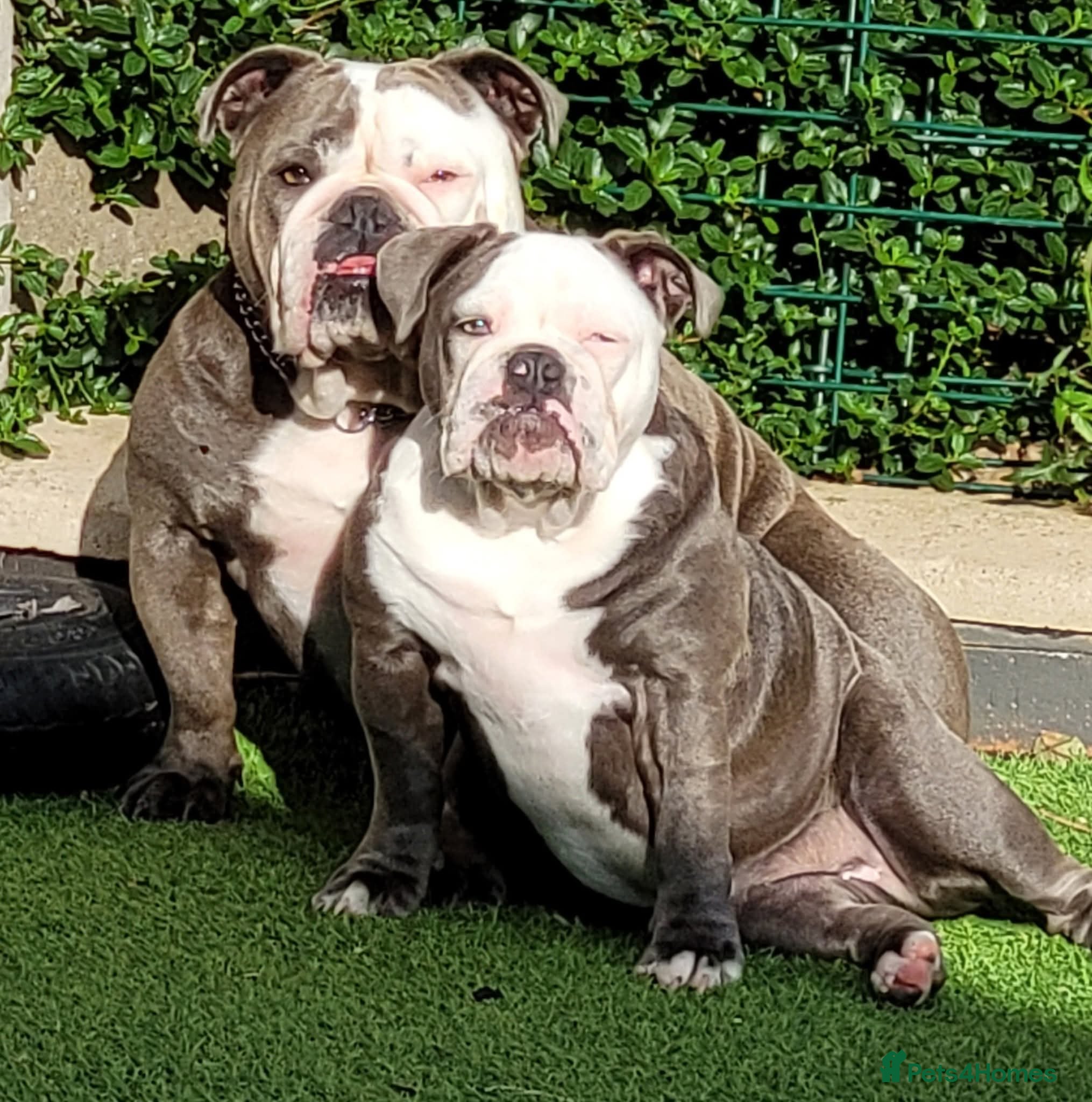 Olde English Bulldogge dogs 2 years old English bulldog - Advert 1