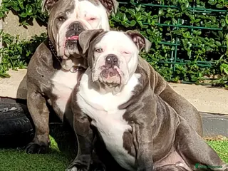 Olde English Bulldogge dogs 2 years old English bulldog - Advert 1