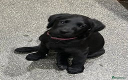 Labradoodle dogs for sale: Ready to go! Fantastic F1 Labradoodles (black) - Image 4