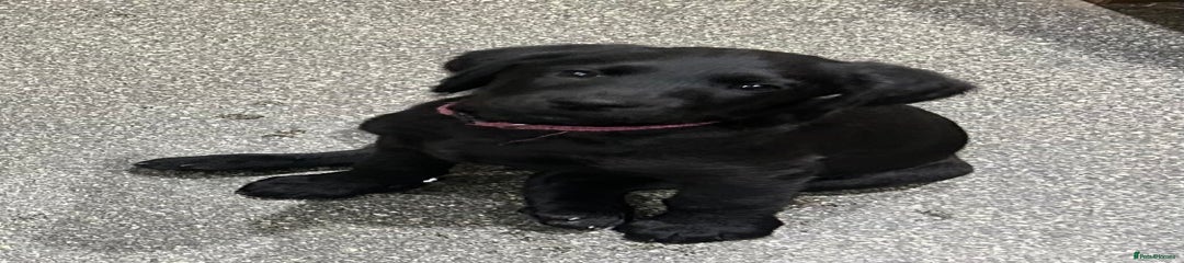 Magenta collar Bert