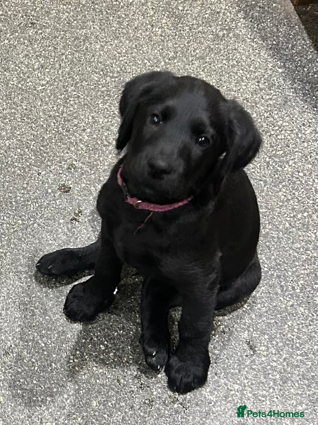 Labradoodle dogs for sale: Ready to go! Fantastic F1 Labradoodles (black) - Image 4