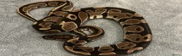 Python Snake reptiles for sale: Royal/Ball Python - with vivarium etc in Worcester - Advert 1