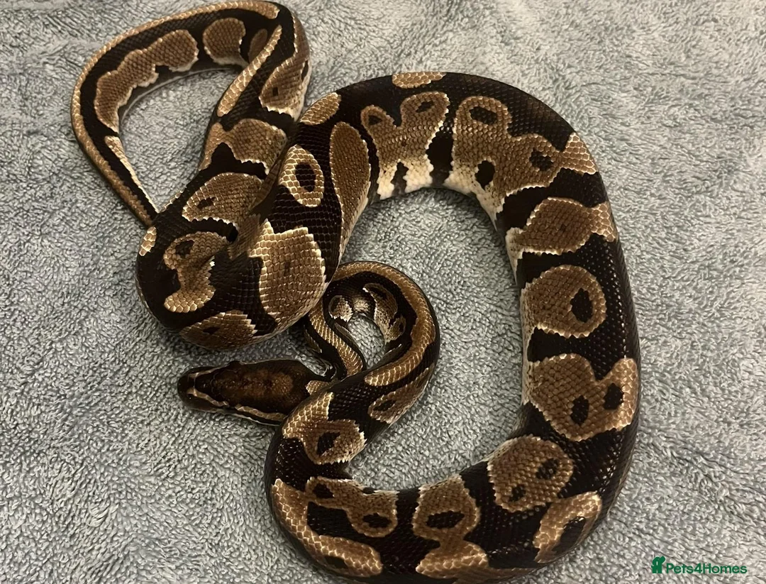 Python Snake reptiles for sale: Royal/Ball Python - with vivarium etc in Worcester - Advert 1
