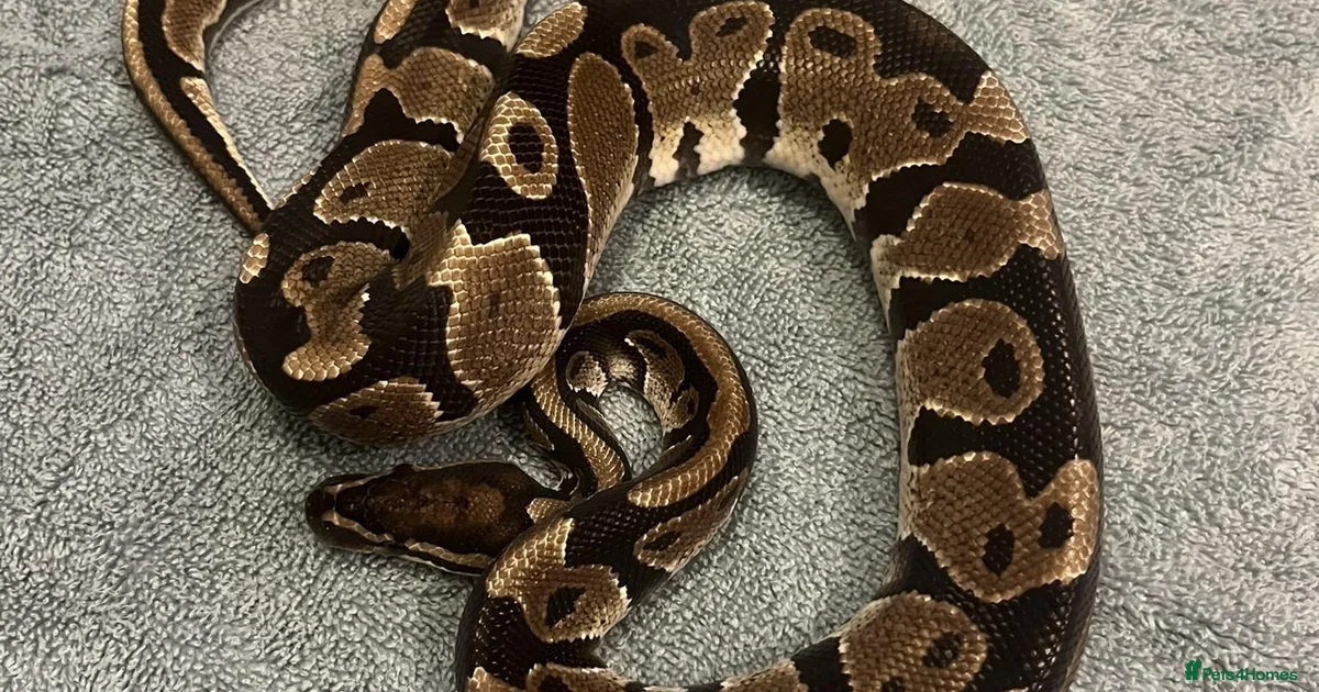 What Is For Python Ball python Reptiles for sale | Pets4Homes