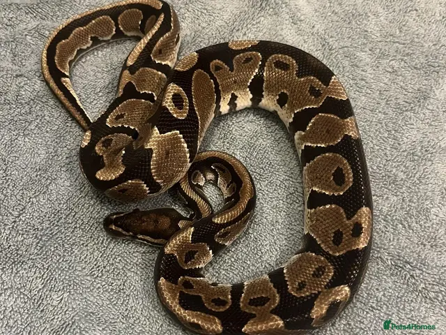 Python Snake reptiles for sale: Python (Ball/Royal) with Vivarium included - Advert 1