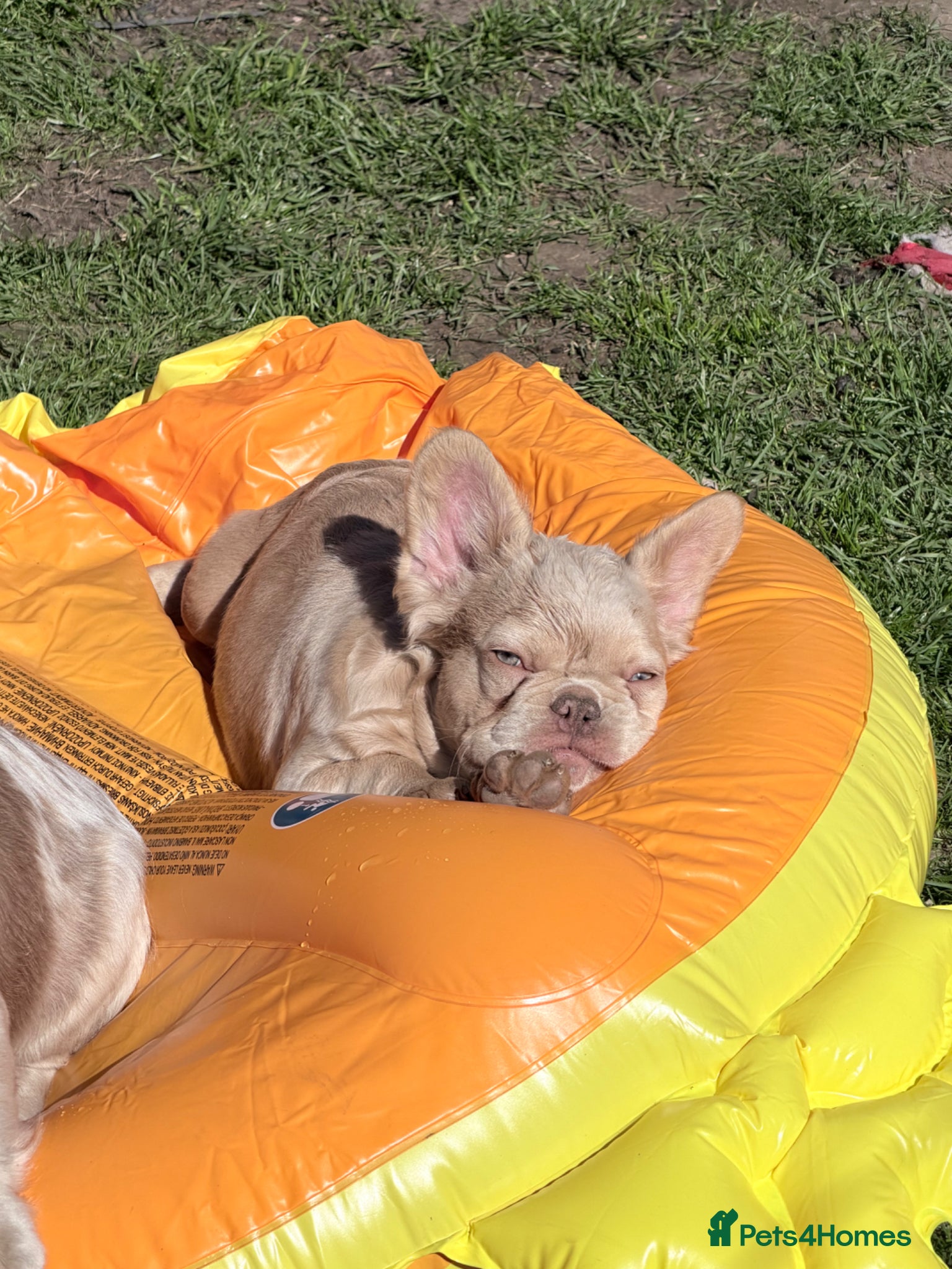 French Bulldog dogs French Bulldog Pup 5 months old - Advert 14