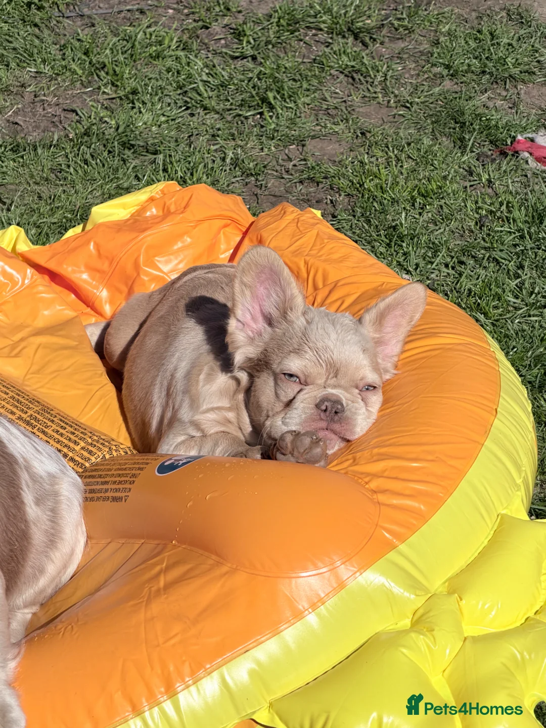 French Bulldog dogs for sale: French Bulldog Pup 5 months old - Advert 1