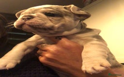 French Bulldog dogs for sale: Two boys  - Advert 2