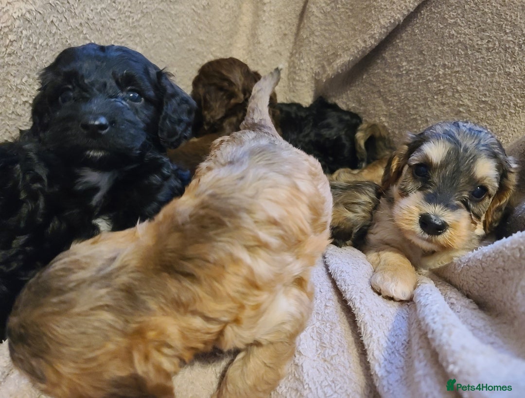Cockapoo dogs for sale: Super Socialised F1 Cockapoo Puppies. DNA TESTED.  - Image 16